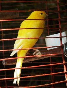 canary2